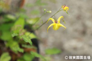 NURSERIES vol.8確実園園芸場Epimedium davidiiの小型タイプ