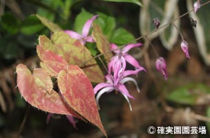 NURSERIES vol.8確実園園芸場Epimedium leptorrhizum ‘マリコ’