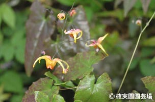 NURSERIES vol.8確実園園芸場Epimedium wushanense × flavum