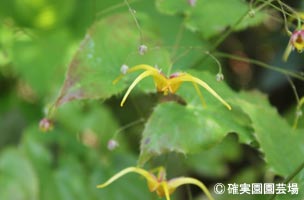 NURSERIES vol.8確実園園芸場Epimedium 無名大輪