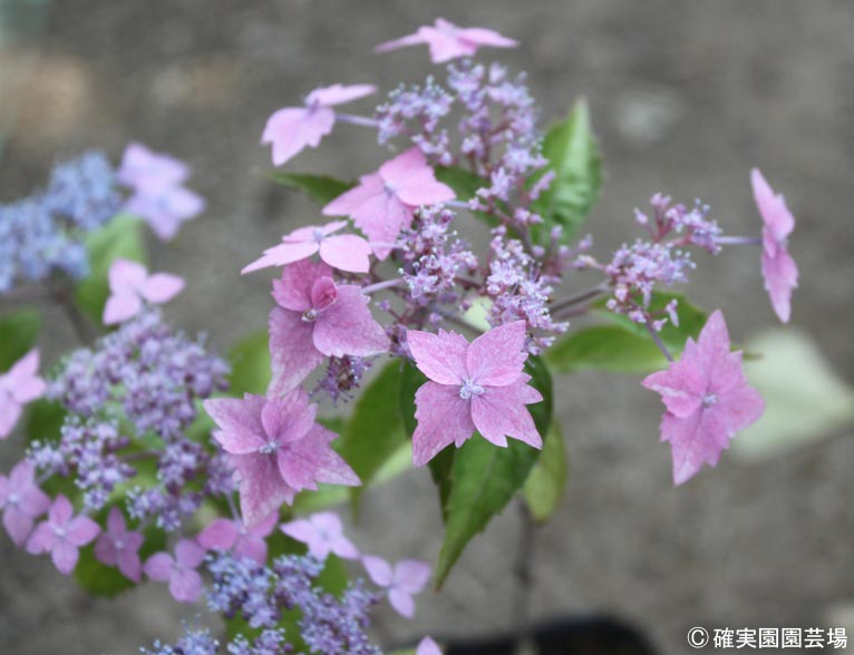 NURSERIES vol.8確実園園芸場Hydrangea serrata ‘伊予の十字星’