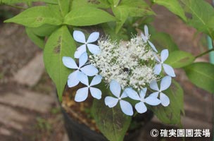 NURSERIES vol.8確実園園芸場Hydrangea serrata ‘土佐涼風’