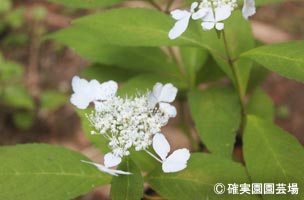 NURSERIES vol.8確実園園芸場Hydrangea serrata ‘池の蝶’