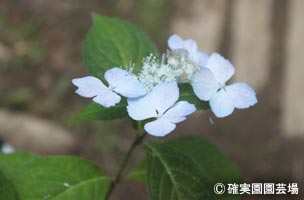 NURSERIES vol.8確実園園芸場Hydrangea serrata ‘揚羽蝶’