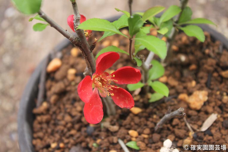 NURSERIES vol.8確実園園芸場Chaenomeles japonica ‘埼玉赤’