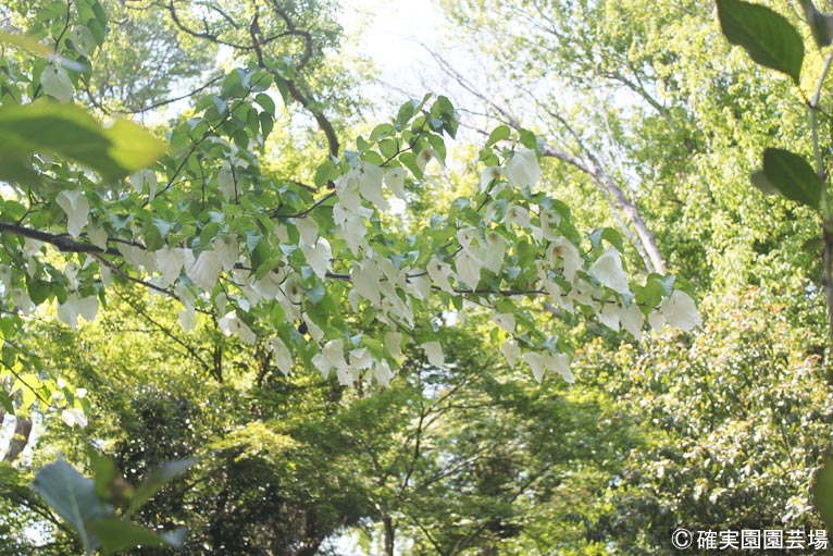 NURSERIES vol.8確実園園芸場Davidia involucrata