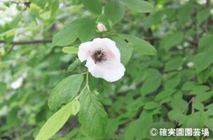 NURSERIES vol.8確実園園芸場Stewartia malacodendron