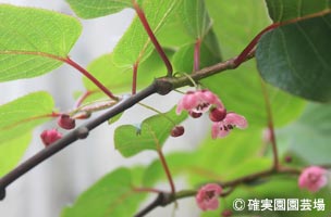 NURSERIES vol.8確実園園芸場Actinidia polygama