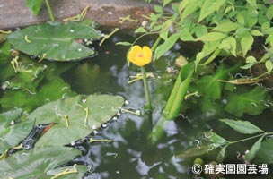 NURSERIES vol.8確実園園芸場Nuphar japonicum var.ozeense