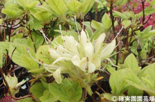 NURSERIES vol.8確実園園芸場Rhododendron macrosepalum ‘胡蝶揃’