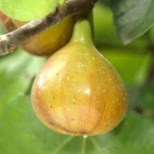 NURSERIES vol.9 山陽農園 この植物に注目！青山ガーデニングフェアで販売予定!天然のジャムと言って良いくらい、とても甘くて蜜が浮き上がるくらいジューシーで美味しいイチジク‘カドタ’。