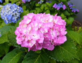 2018年4月20日～22日 『2018日本フラワー＆ガーデンショウ』花を楽しみつくす ～わくわくドキドキ 家族で体験!～ 今年のテーマフラワーは「紫陽花（あじさい）」です パシフィコ横浜