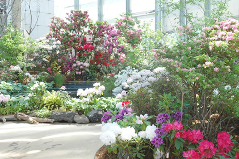 新潟県立植物園　2018年3月21日～5月20日　にいがたの花 第3部 シャクナゲ・ツツジ展