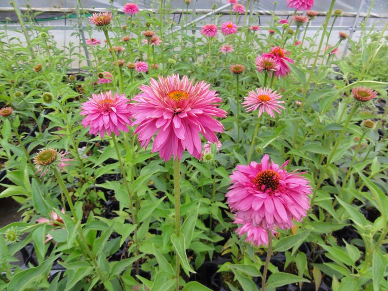 NURSERIES vol.13　はるはなファーム　Echinacea ‘Circle Forest’