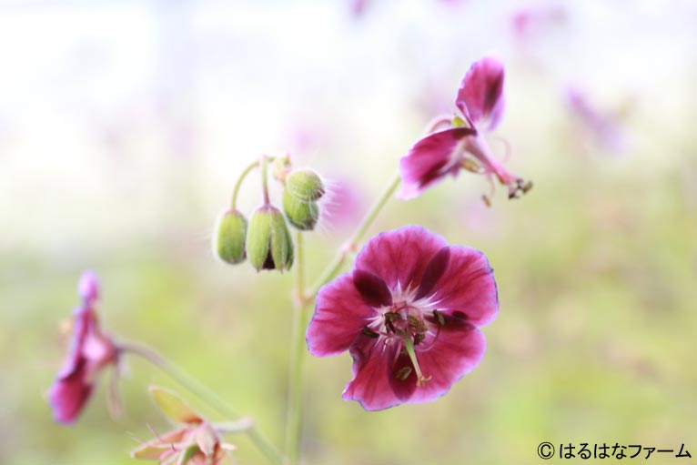 NURSERIES vol.13　はるはなファーム Geranium phaeum ‘Samobor’