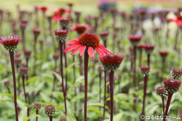 NURSERIES vol.13　はるはなファーム Echinacea ‘Sunseekers Orange’