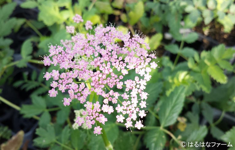 NURSERIES vol.13　はるはなファーム　Pimpinella major