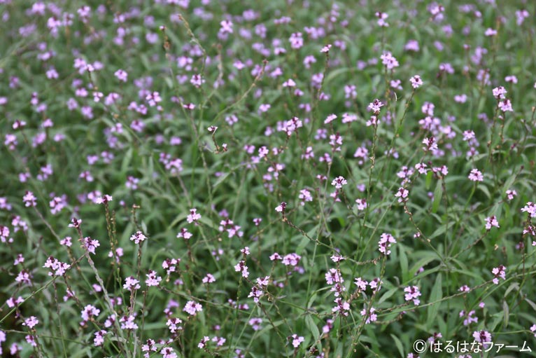 NURSERIES vol.13　はるはなファーム 	Verbena officinalis ‘Bampton’