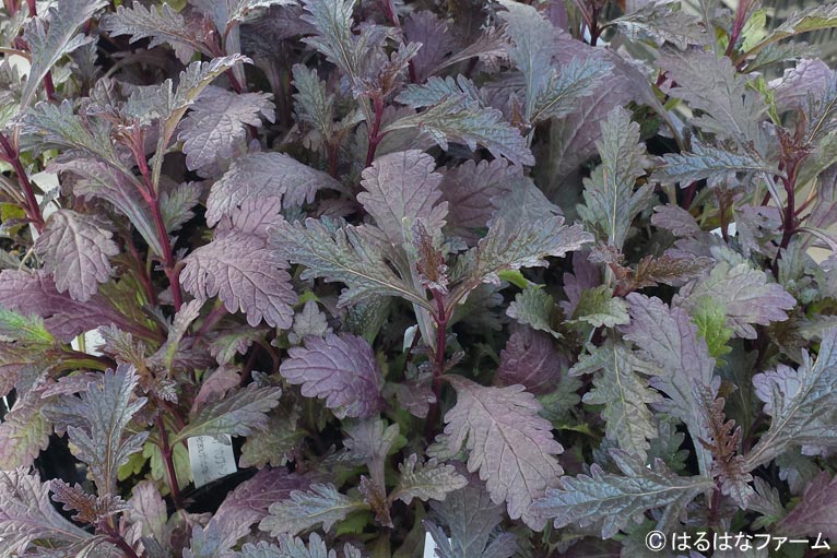 NURSERIES vol.13　はるはなファーム 	Verbena officinalis ‘Bampton’
