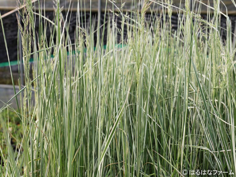 NURSERIES vol.13　はるはなファーム	Calamagrostis × acutiflora 'Overdam'