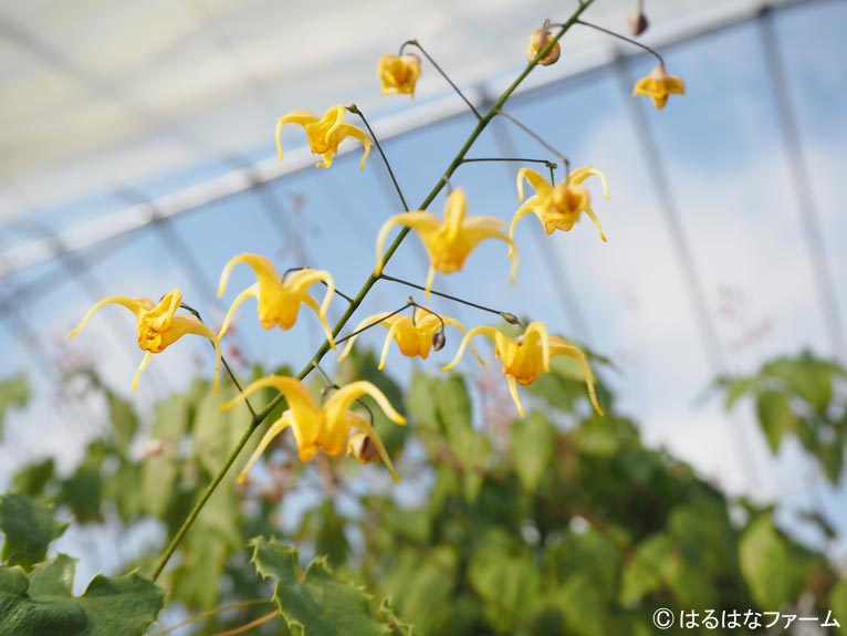 NURSERIES vol.13　はるはなファーム	Epimedium ‘Amber Queen’