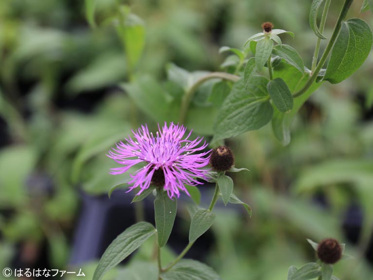 NURSERIES vol.13　はるはなファーム	Centaurea ‘Cara Mia’