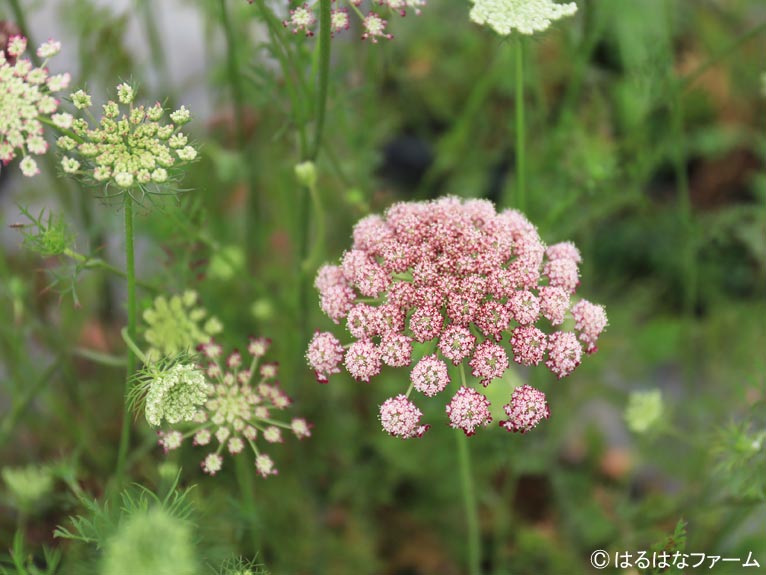 NURSERIES vol.13　はるはなファーム	Daucus carota ‘Dara’