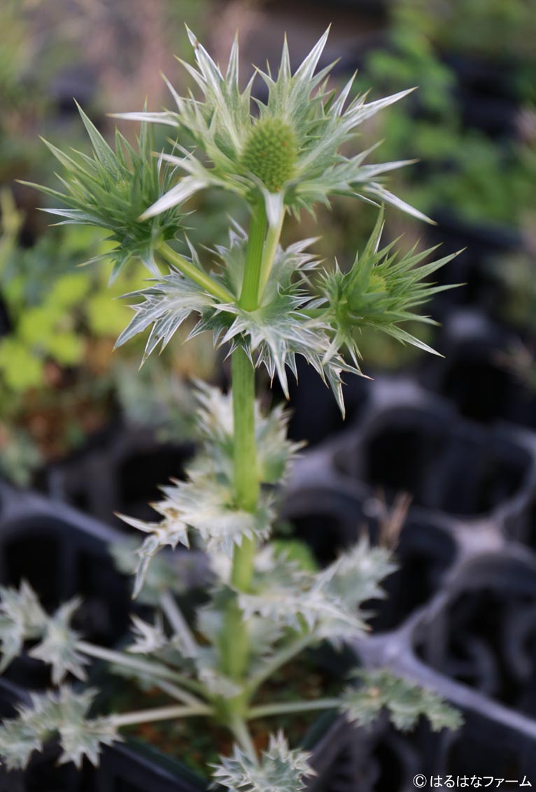NURSERIES vol.13　はるはなファーム Eryngium giganteum ‘Silver Ghost’