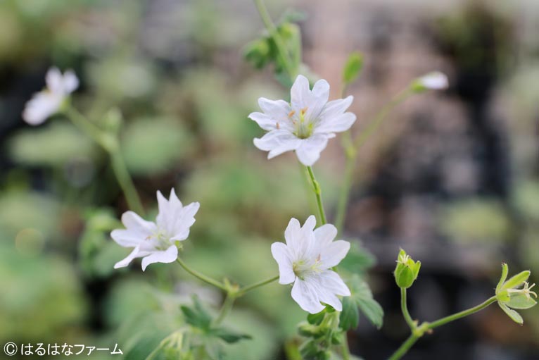 NURSERIES vol.13　はるはなファーム Geranium pyrenaicum ‘Summer Snow’