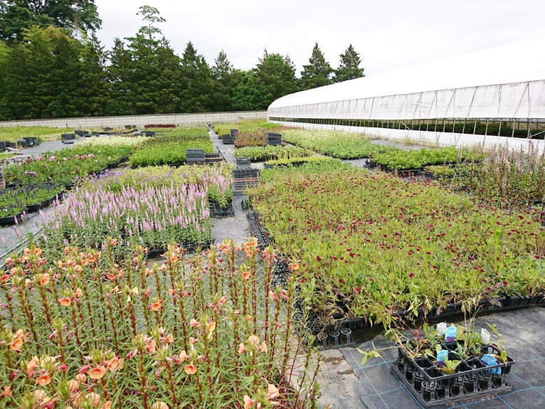 NURSERIES vol.13　はるはなファーム	露地では、さまざまな植物たちが開花中