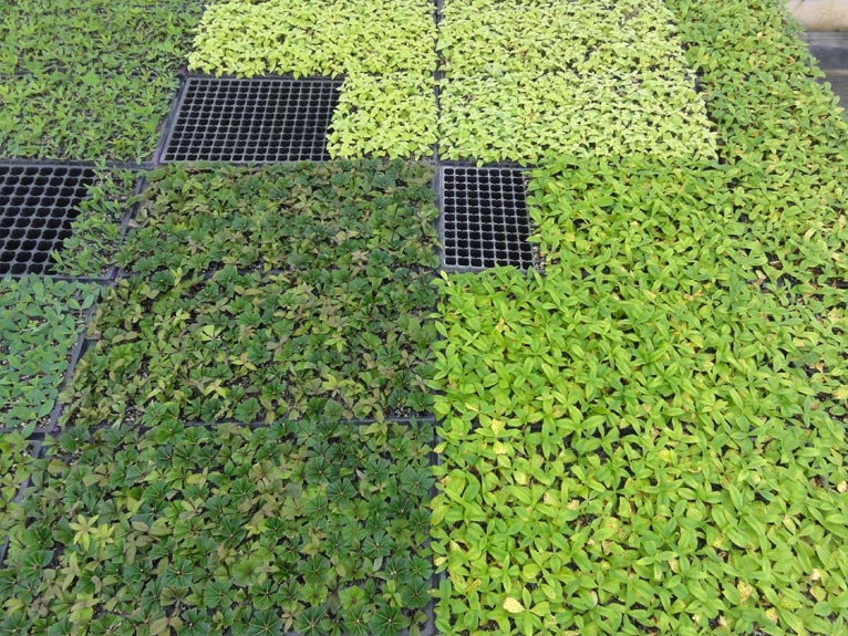 NURSERIES vol.13　はるはなファーム	挿し芽で増殖中