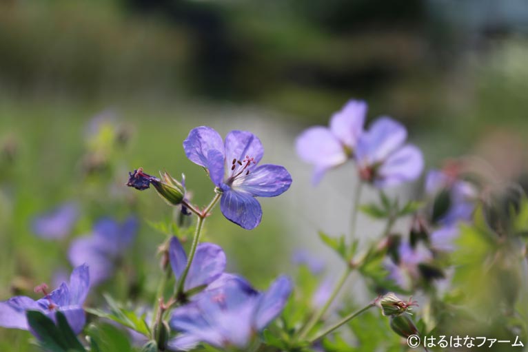 NURSERIES vol.13　Geranium ‘Orion’