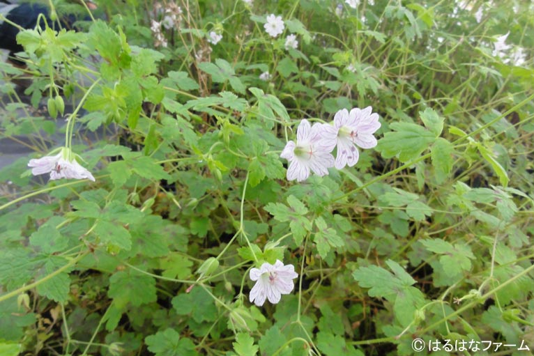 NURSERIES vol.13　はるはなファーム	Geranium × oxonianum ‘Tess’