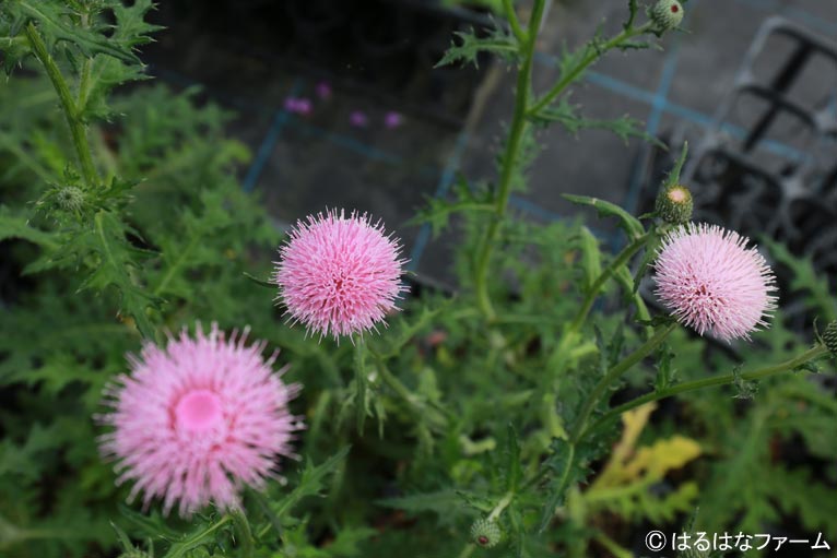 NURSERIES vol.13　はるはなファーム Cirsium japonicum‘Pink Beauty’
