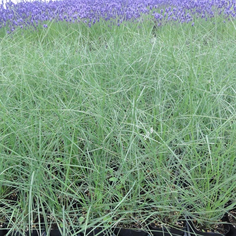 NURSERIES vol.13 はるはなファーム Koeleria vallesiana‘Mountain Breez’