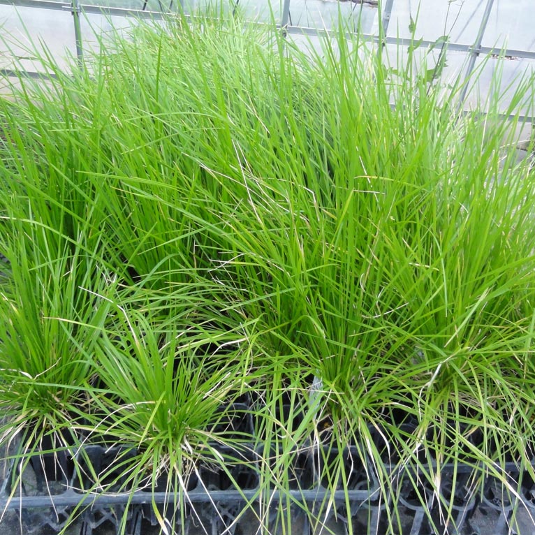 NURSERIES vol.13 はるはなファーム Deschampsia cespitosa‘Goldtau’