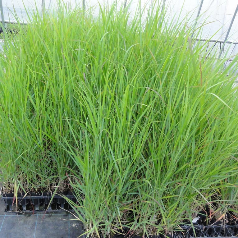 NURSERIES vol.13 はるはなファーム Panicum virgatum ‘Rotstrahlbusch’