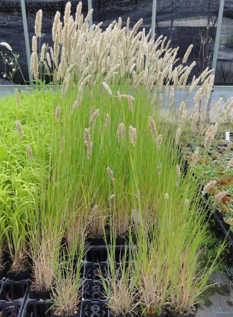 NURSERIES vol.13 はるはなファーム Melica ciliata
