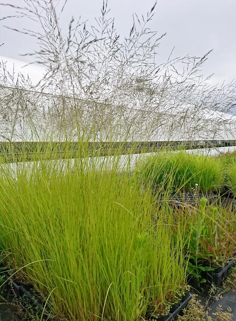 NURSERIES vol.13 はるはなファーム Eragrostis curvula