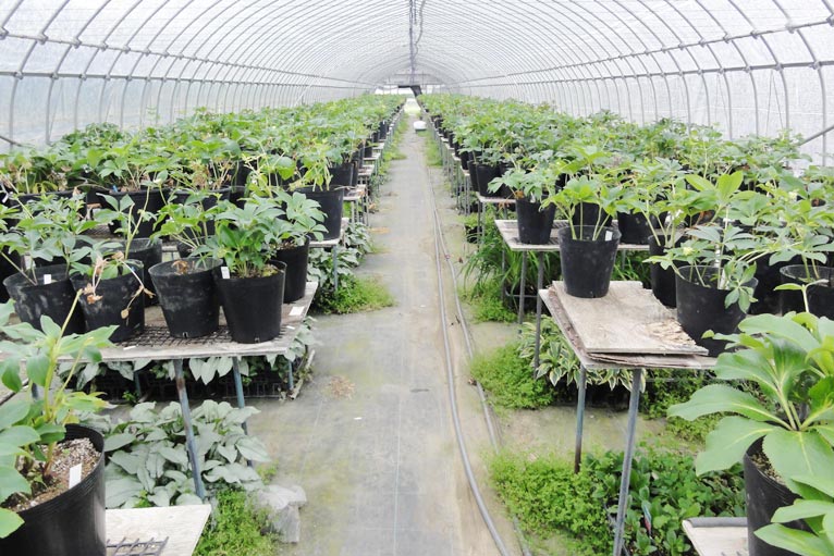 NURSERIES vol.13 はるはなファーム Helleborus