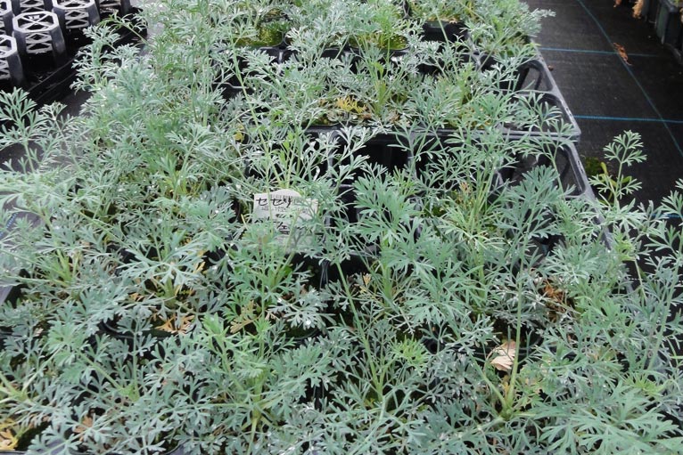 NURSERIES vol.13 はるはなファーム Seseli gummiferum