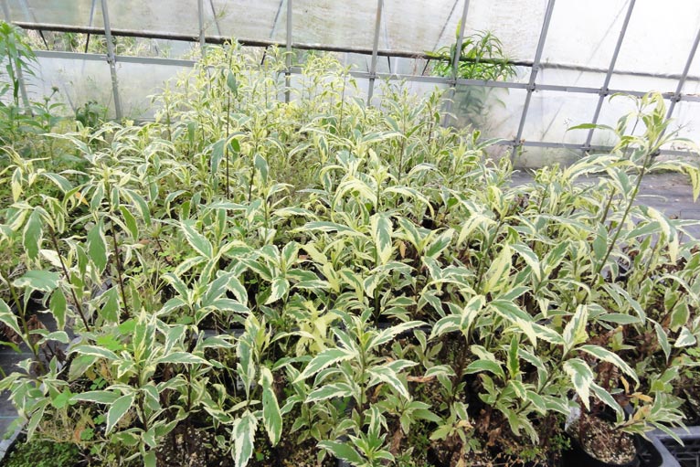 NURSERIES vol.13 はるはなファーム Eupatorium fortunei‘Pink Frost’