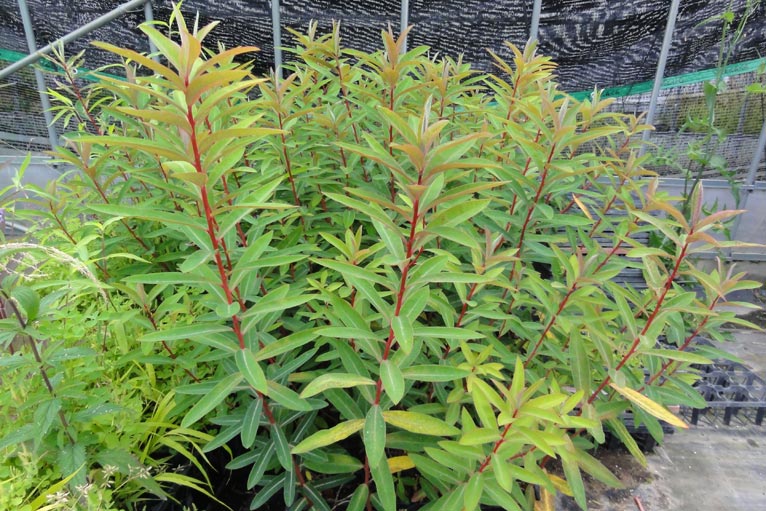 NURSERIES vol.13 はるはなファーム Euphorbia griffithii‘Dixter’