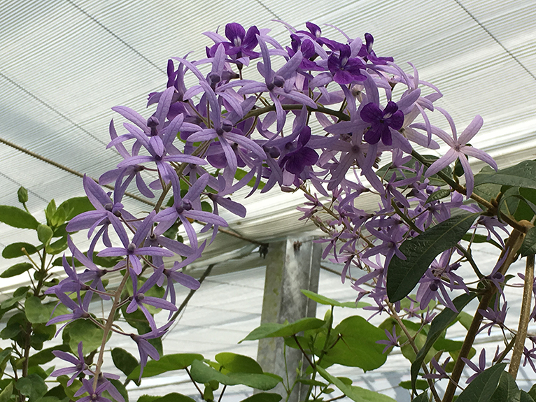 JGNスペシャル・ナーセリーツアー 2,500種類以上のカラフルな熱帯植物がいっぱい エクゾティックプランツに行こう！を終えて