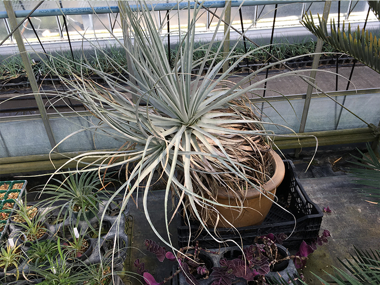 JGNスペシャル・ナーセリーツアー 2,500種類以上のカラフルな熱帯植物がいっぱい エクゾティックプランツに行こう！を終えて