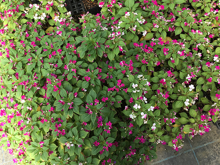 JGNスペシャル・ナーセリーツアー 2,500種類以上のカラフルな熱帯植物がいっぱい エクゾティックプランツに行こう！を終えて