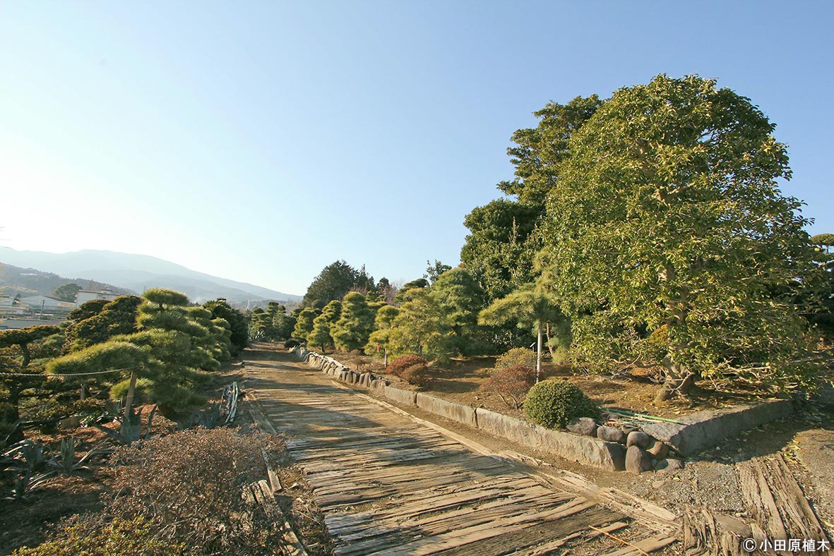 Nurseries Vol 小田原植木 Gadenetガデネット