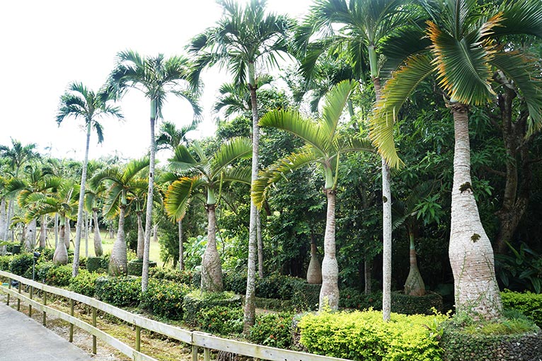 JGN事務局スタッフ 沖縄 東南植物楽園を訪れました！