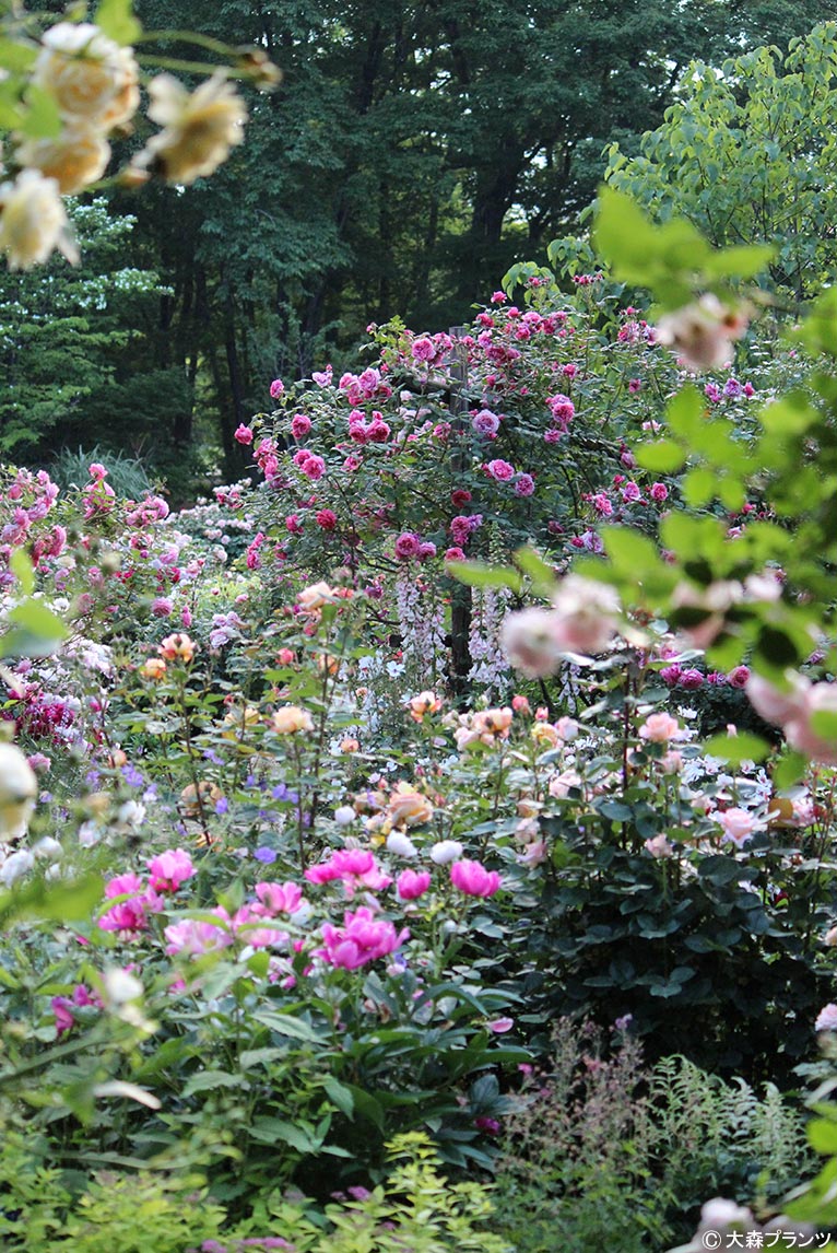 NURSERIES vol.25 大森プランツ バラと宿根草が美しいガーデン