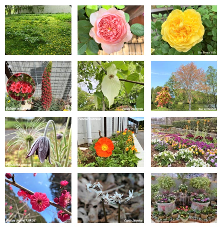 水戸市植物公園　紹介ページ　開花状況と見頃の植物